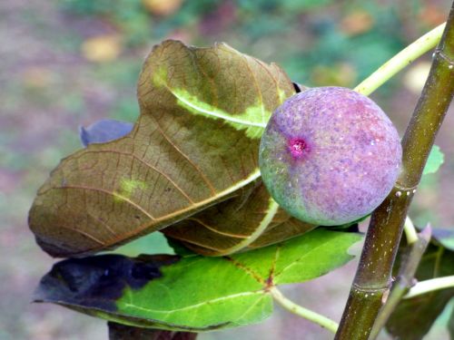 fruit fig purple fruit