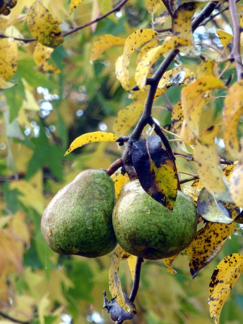 fruit fall pears