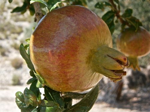 fruit granada tree