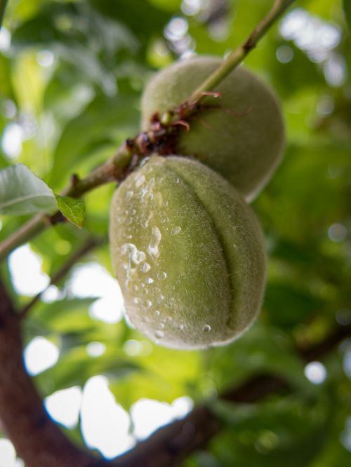 fruit rain drops tree