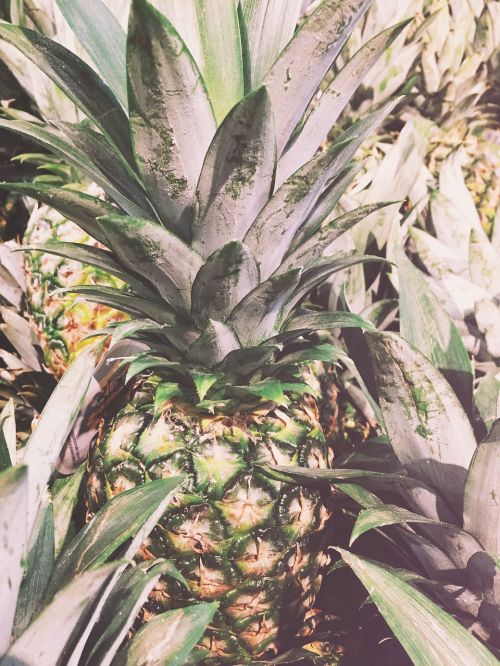 fruit pineapple summer