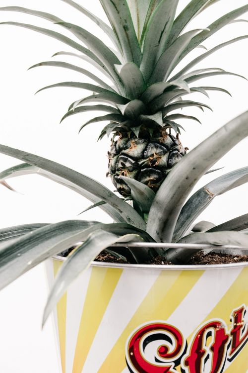 fruit growing pineapple
