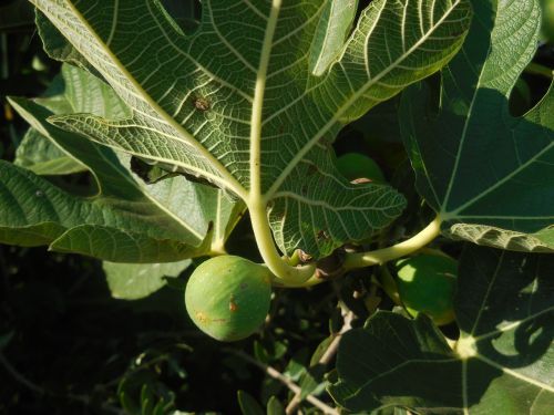 fruit fig cyprus
