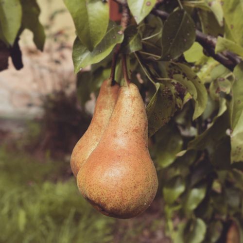 fruit garden pear