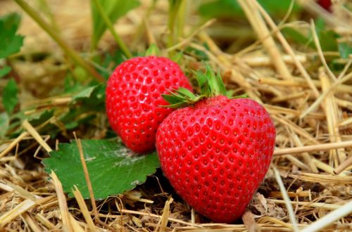 fruit strawberry field
