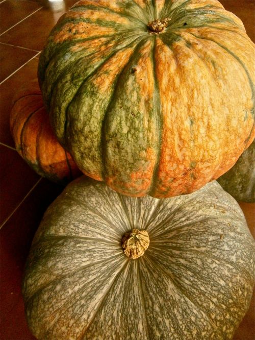 fruit pumpkin vegetable