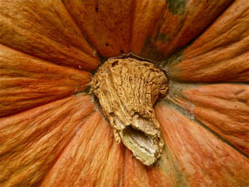 fruit pumpkin vegetable