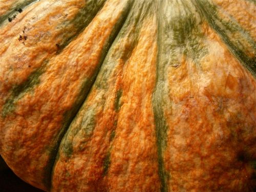 fruit pumpkin vegetable