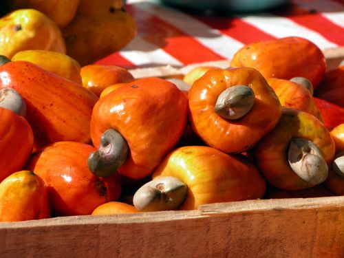 fruit cashew nuts brazil