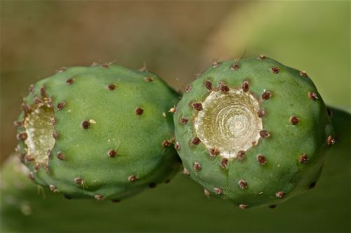 fruit prickly pear prickly pear cactus
