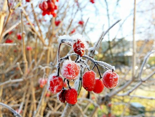 fruit ice frozen