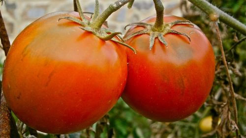 fruit tomato vegetable