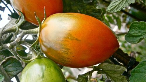 fruit tomato vegetable