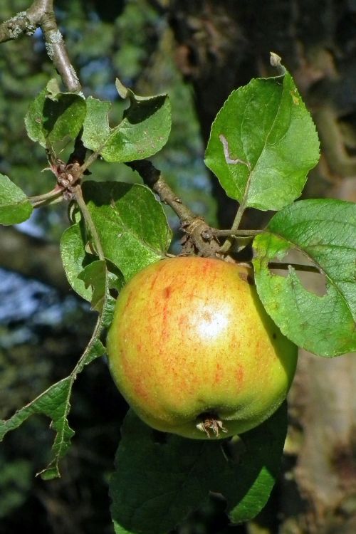 fruit apple fruits