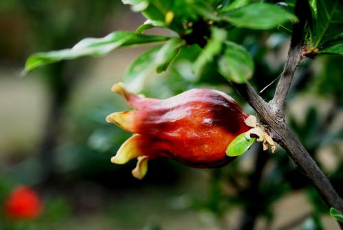 fruit new orange