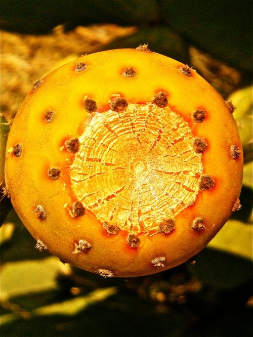 fruit cactus prickly pear cactus