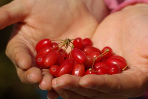 fruit hands red