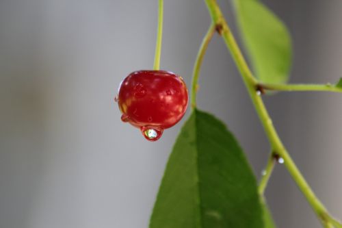 fruit drop image