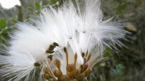 fruit seed thistle