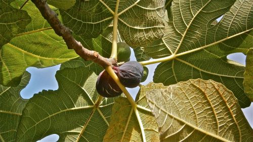 fruit figs higera