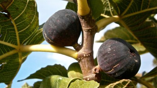 fruit figs higera