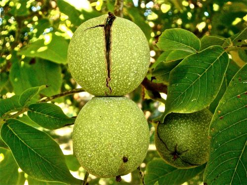 fruit nuts walnut
