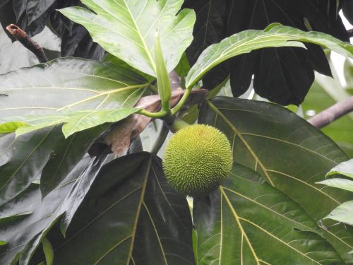 fruit jungle tree