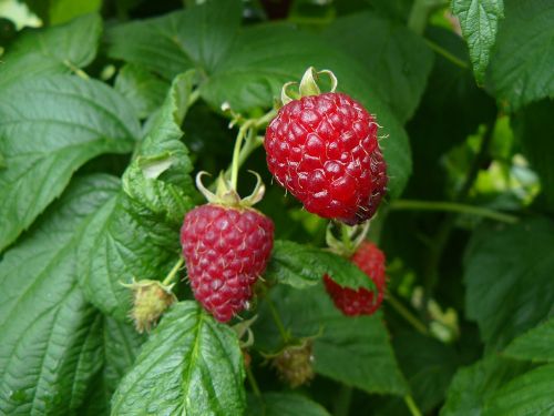 fruit raspberries garden