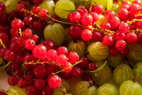 fruit berries fruits