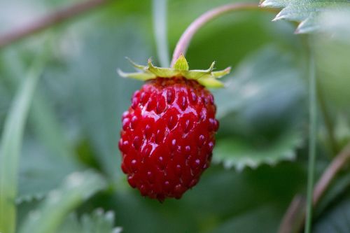 fruit strawberry nature
