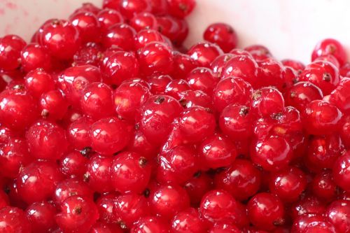 fruit currant red