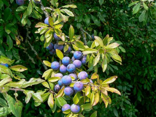 fruit blueberry black berries