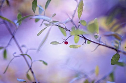 fruit tree garden