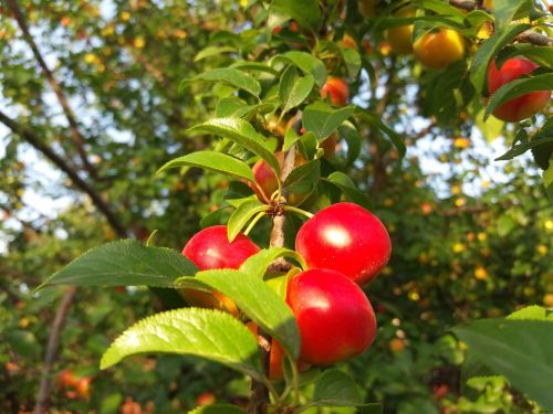 fruit nature spring