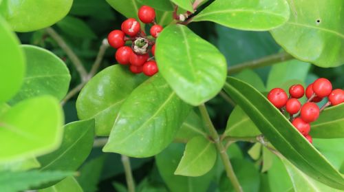 fruit garden plants