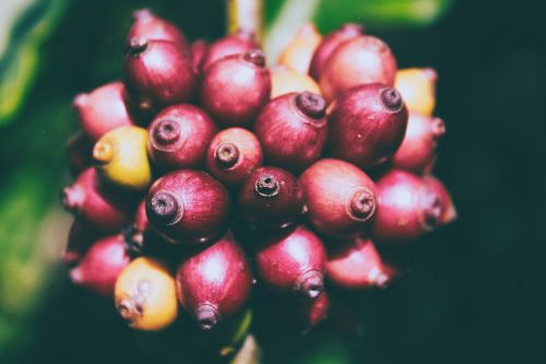 fruit nature leaves