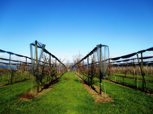 fruit orchards orchard