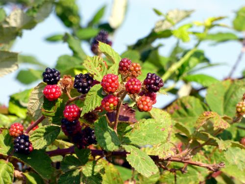 fruit blackberries food