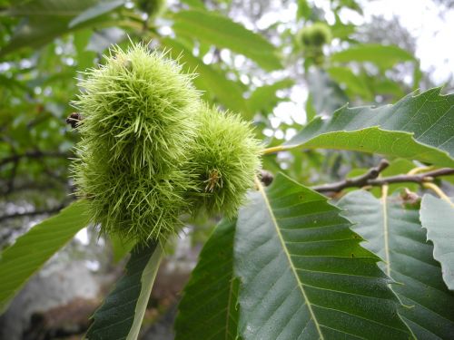fruit hull chestnuts