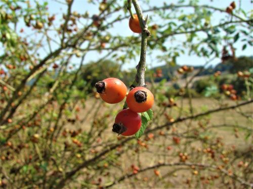 fruit nature rosehip
