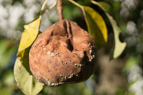 fruit pear rotten