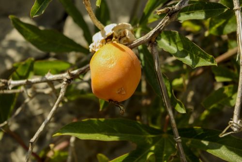 fruit nature plant