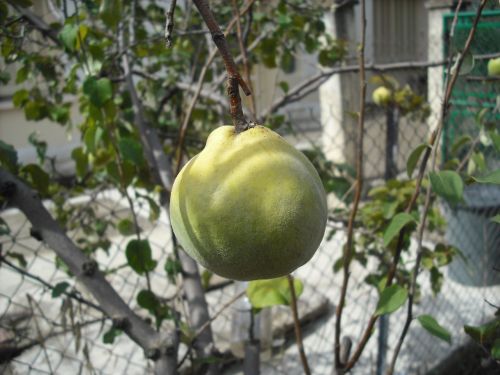 fruit garden fruit tree