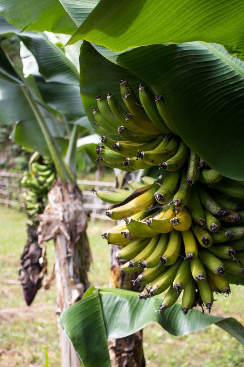 fruit banana azores