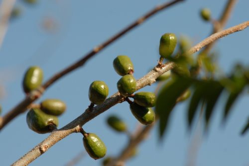 fruit plum tree