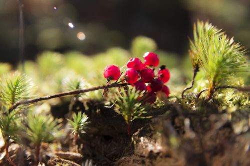 fruit nature forest