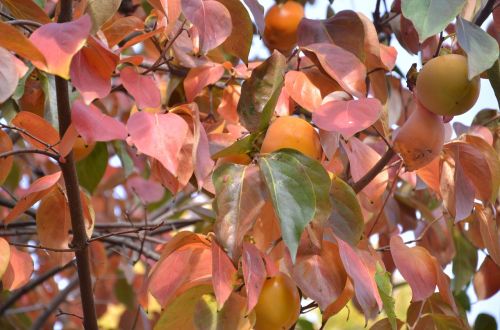 fruit in the autumn khaki