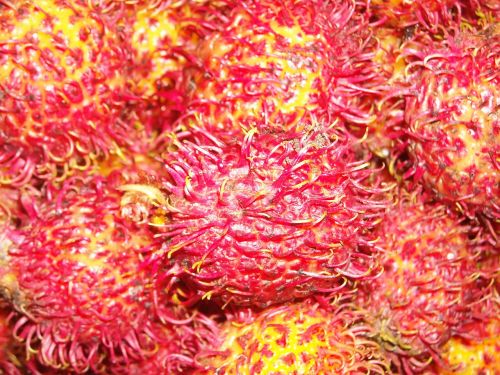 fruit rambutan red