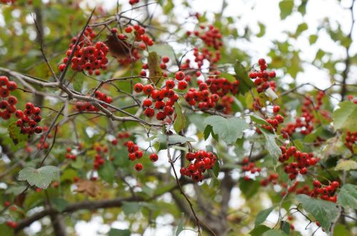 fruit red berries red