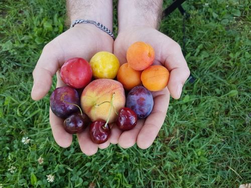 fruit summer fruit peach